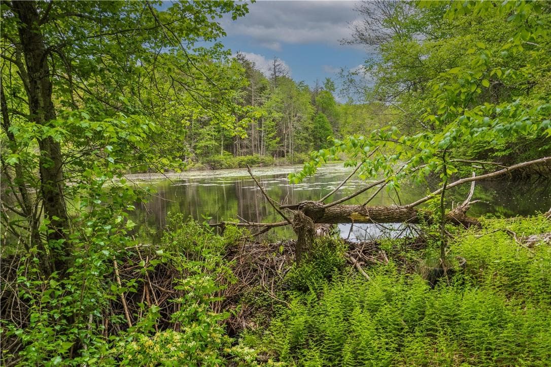 Pond