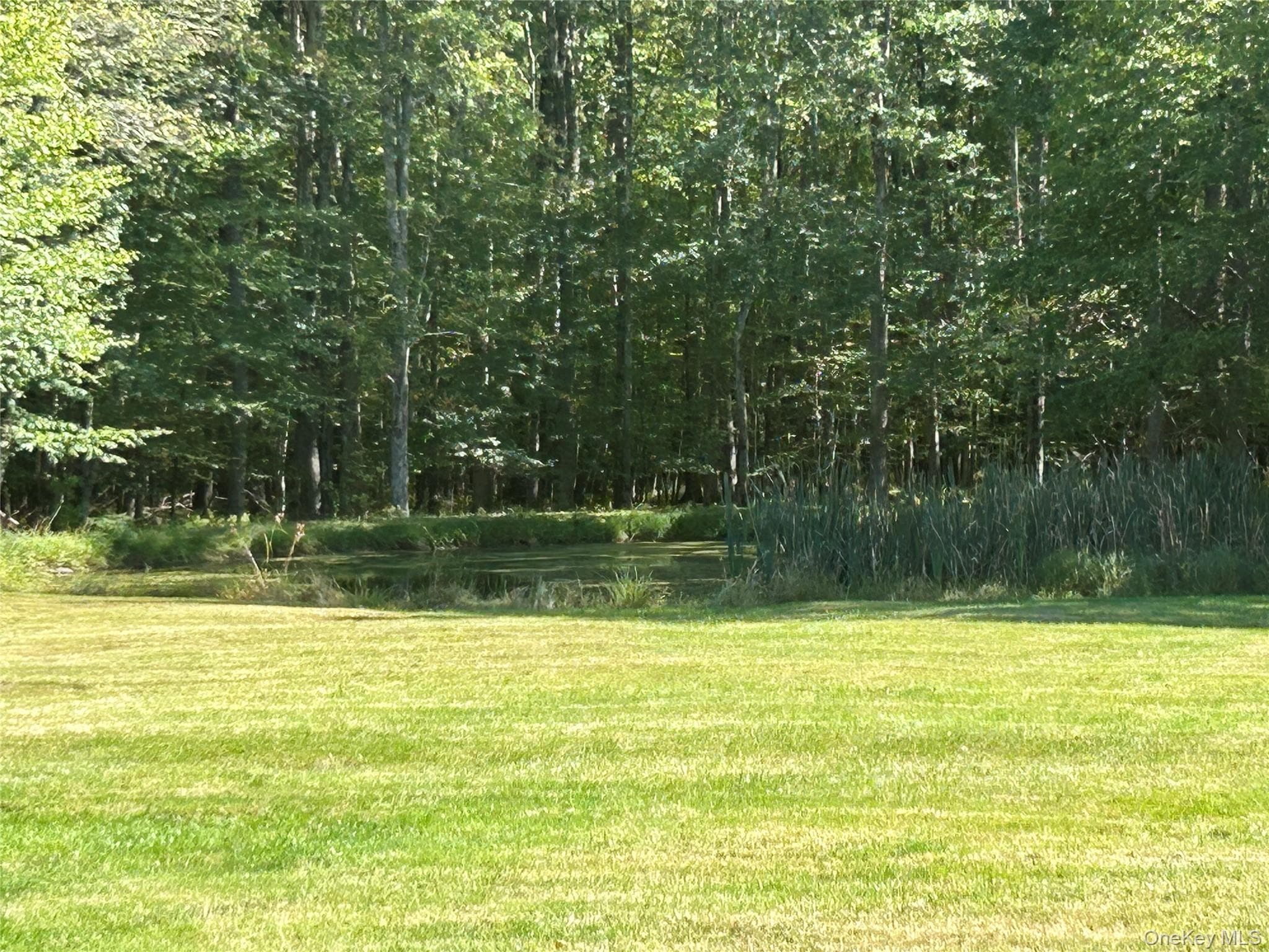 Pond