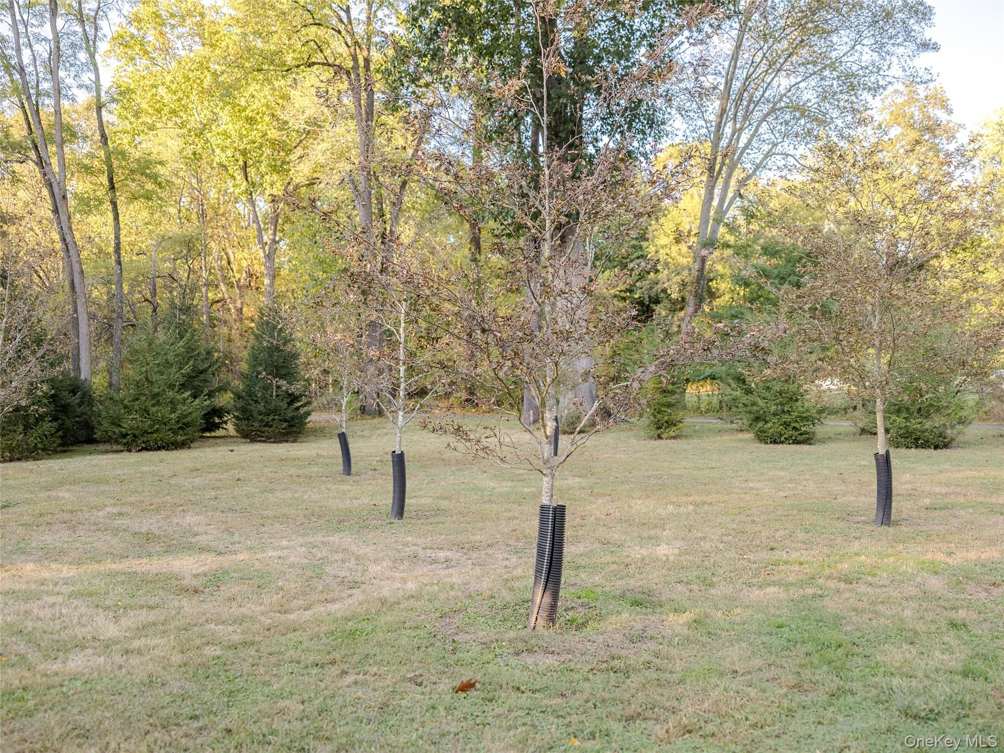 Yard