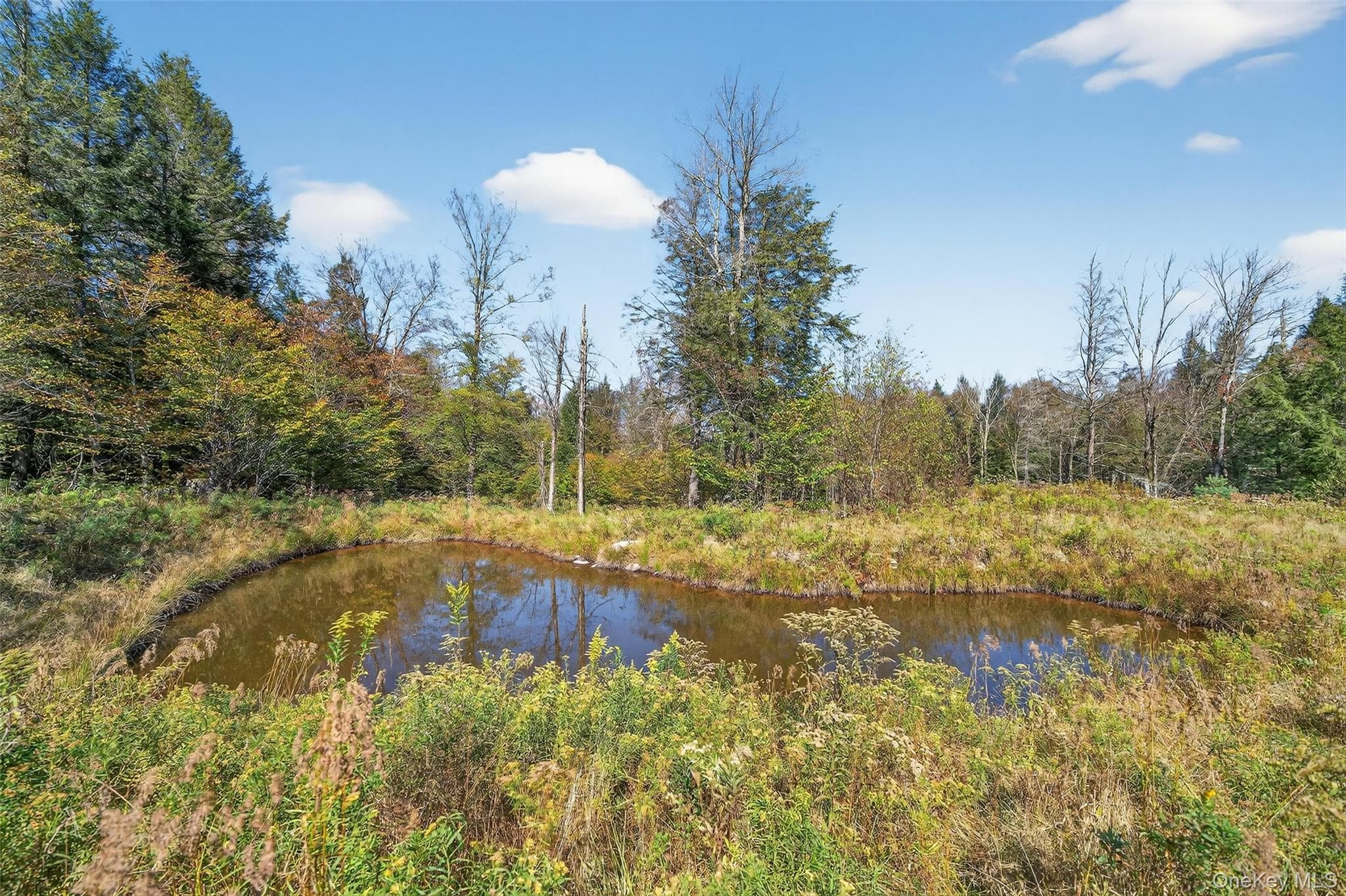 Pond