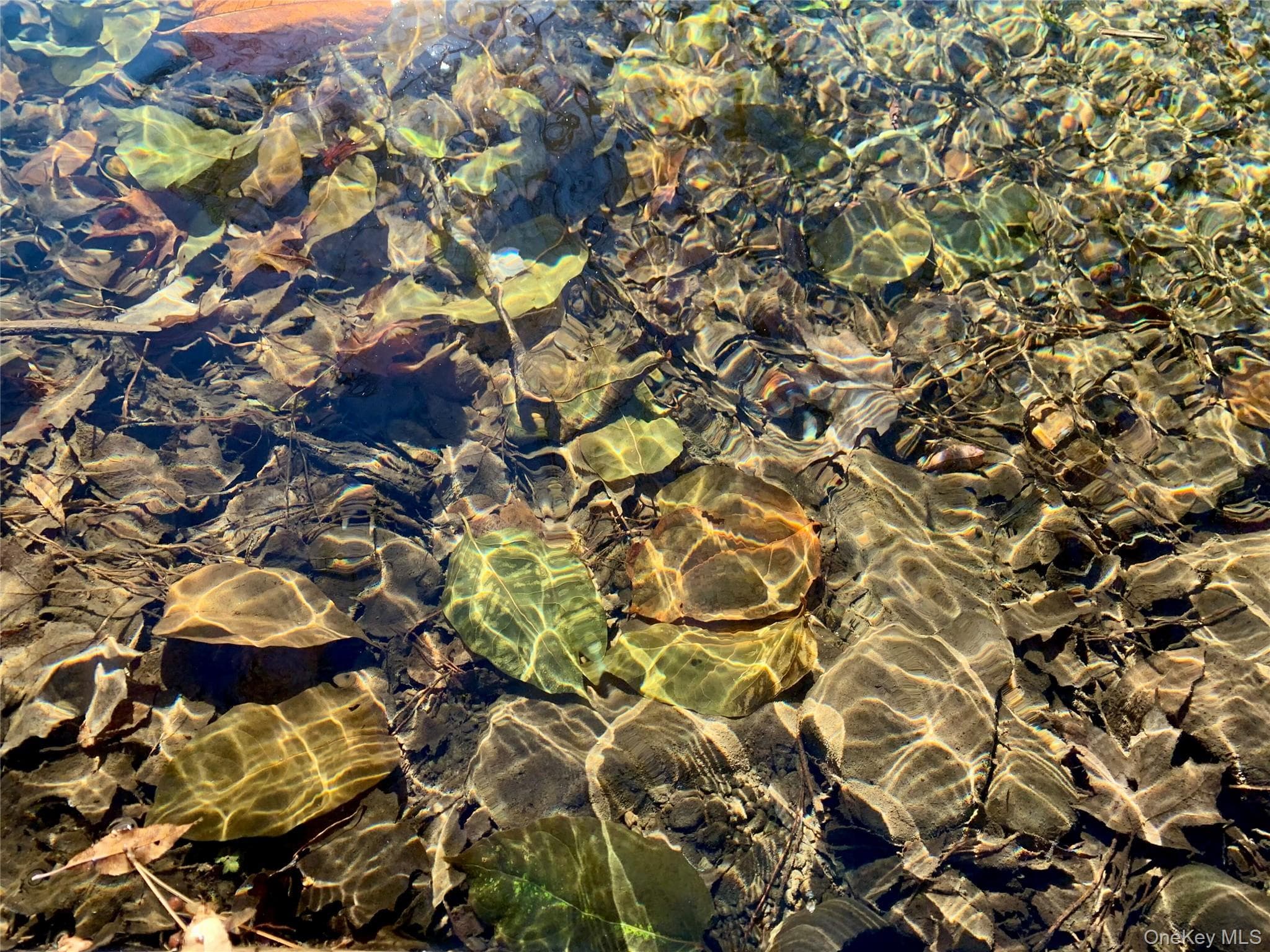 Pond