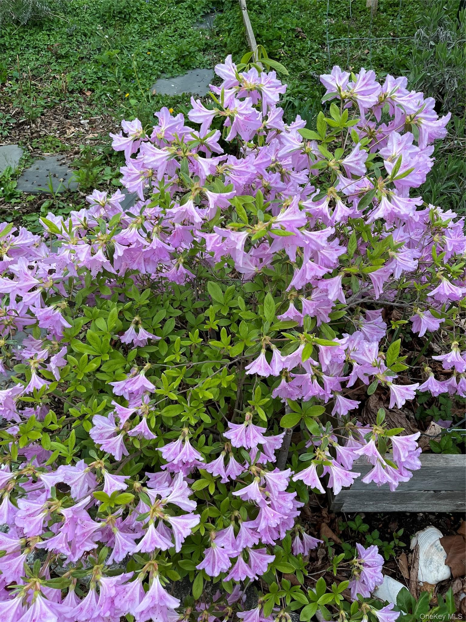 Photo 20