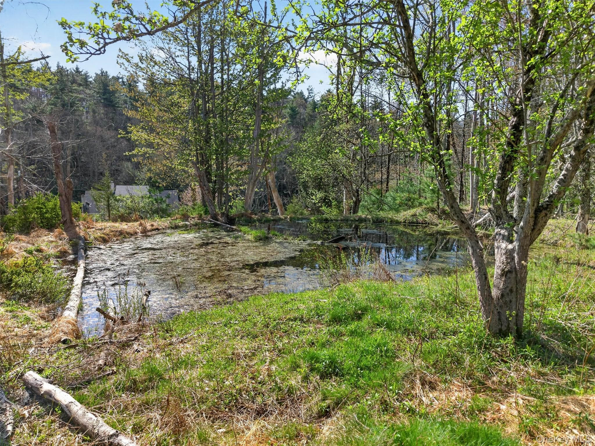 Pond