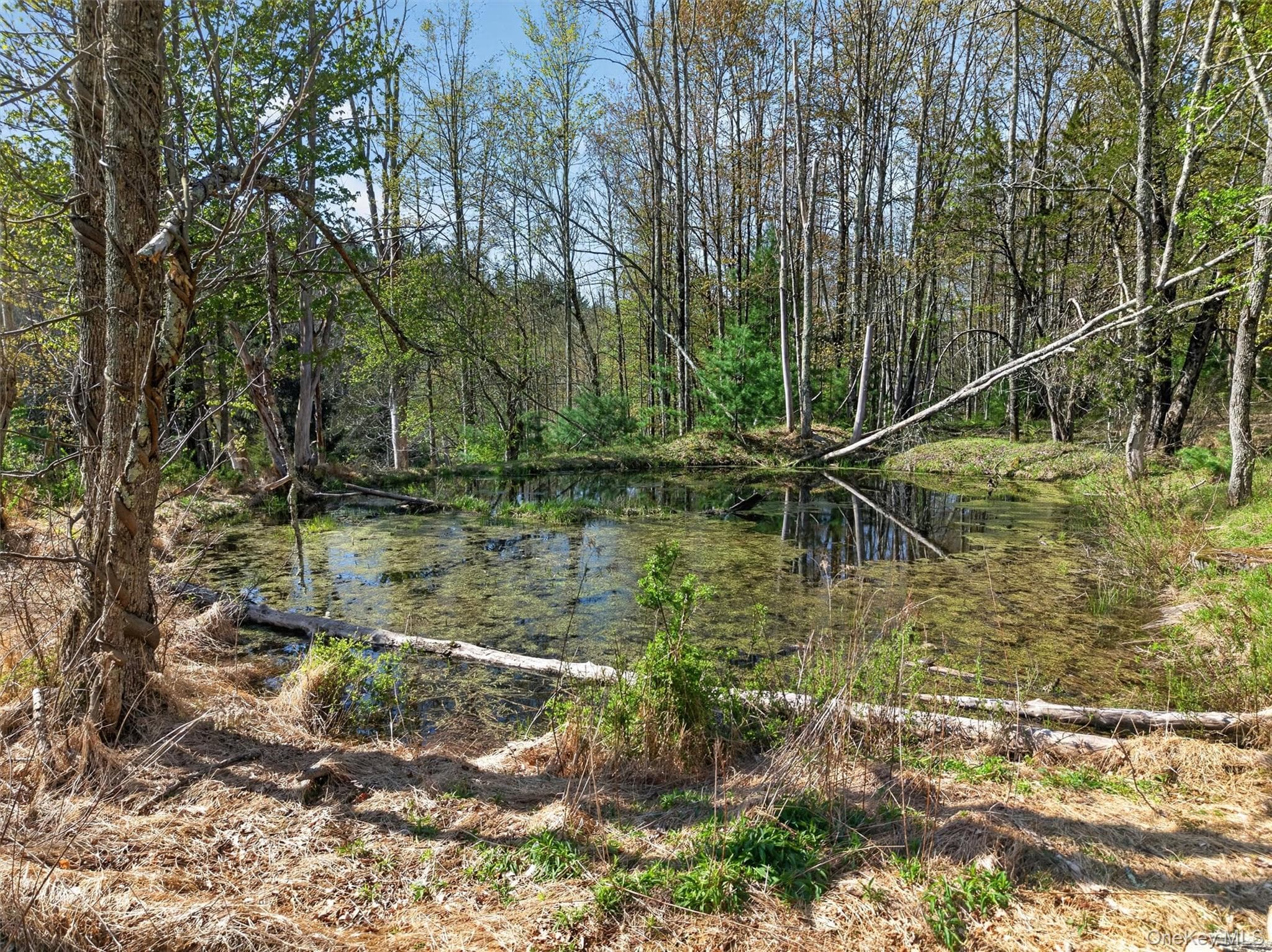 Pond