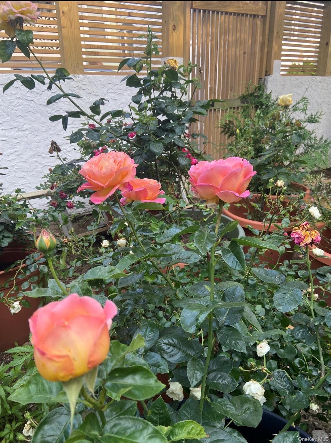 Photo 26