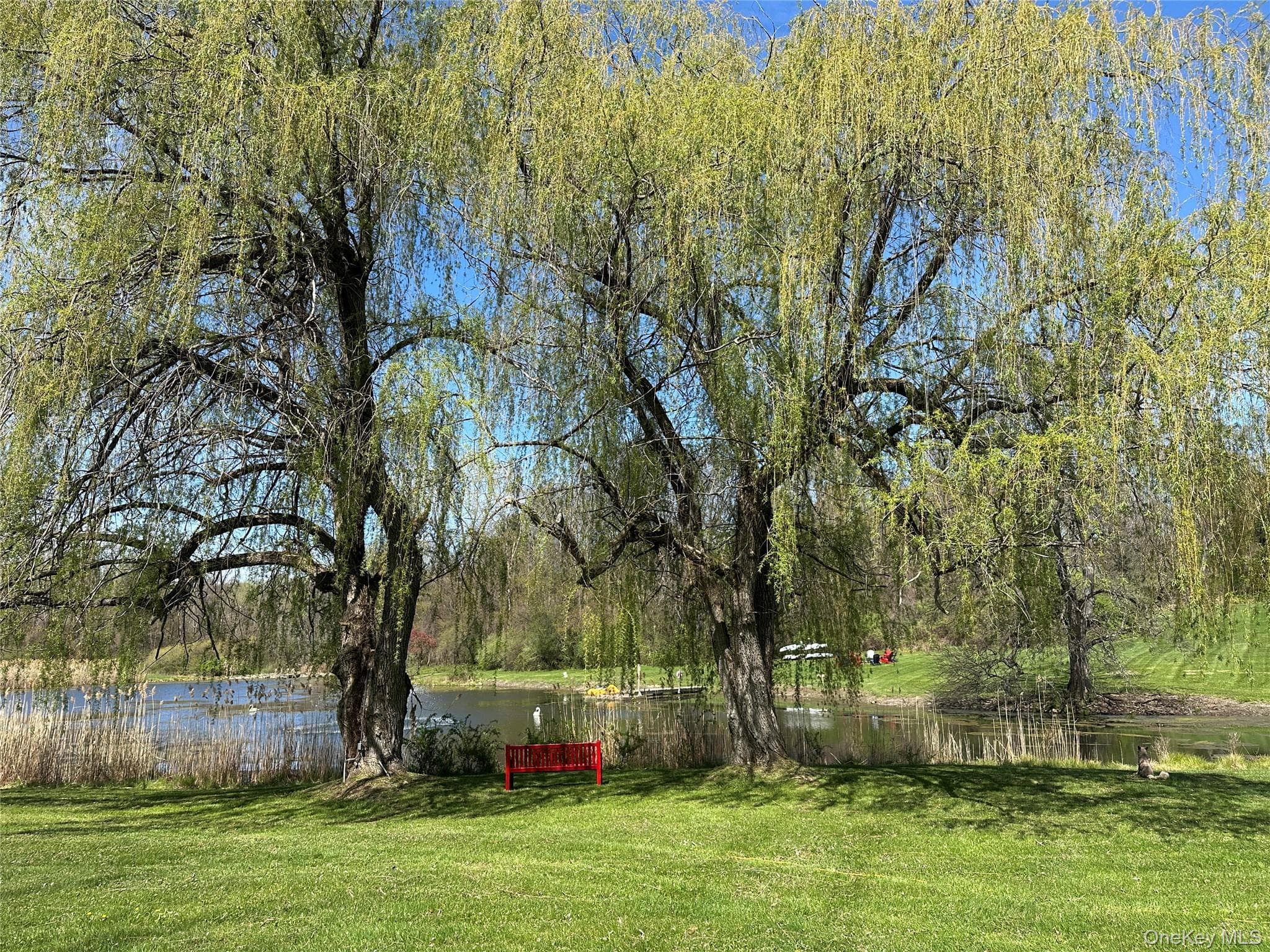 Pond