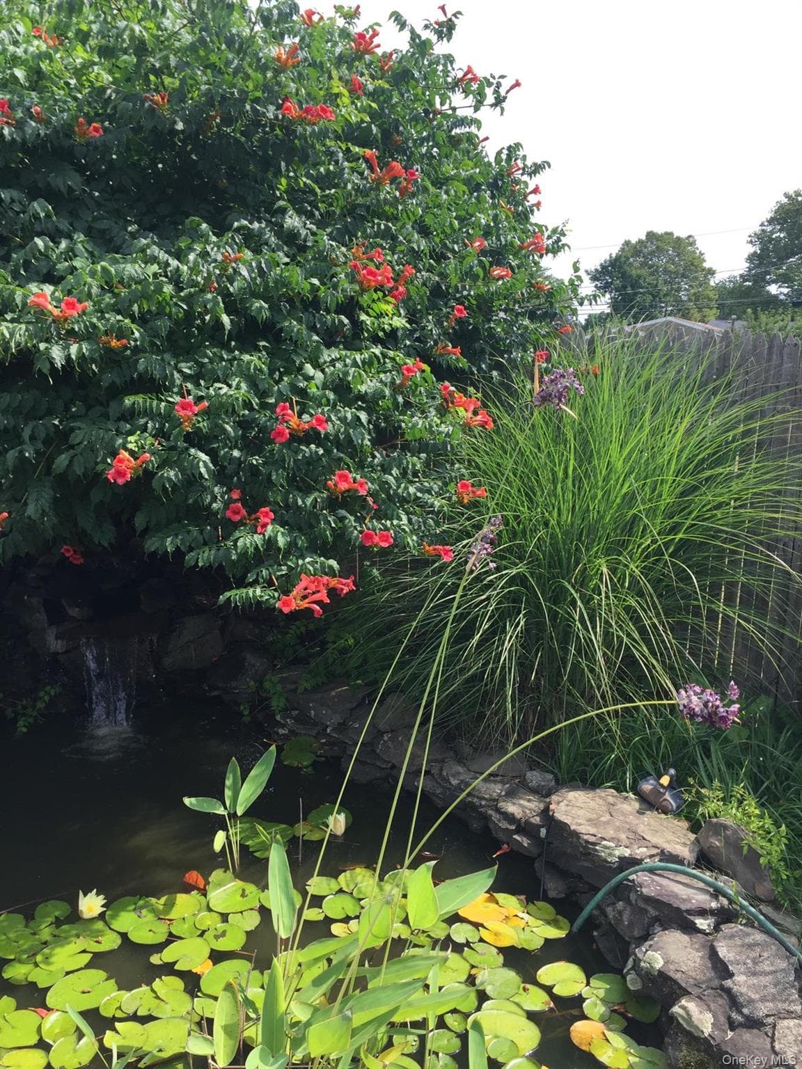 Pond