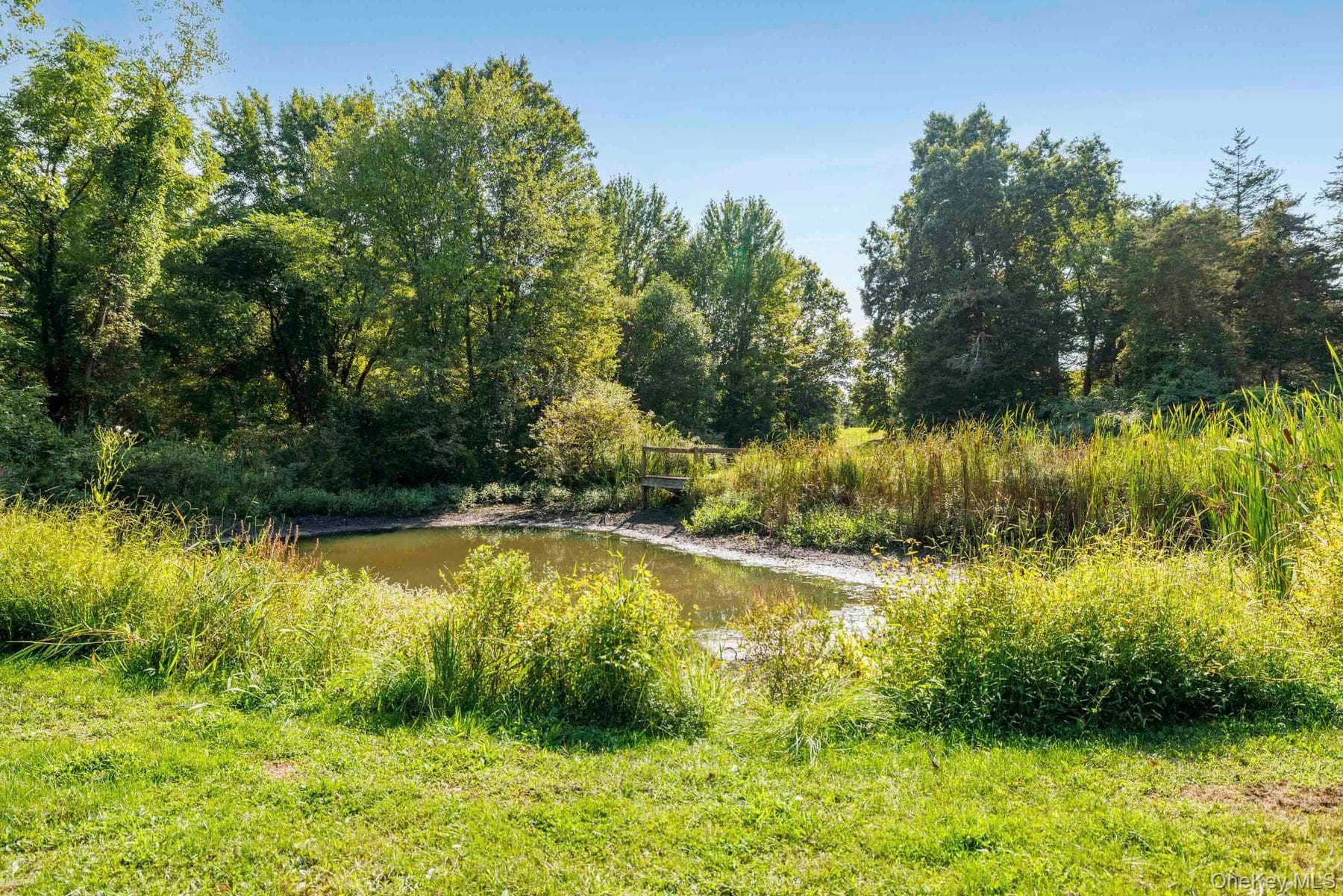Pond