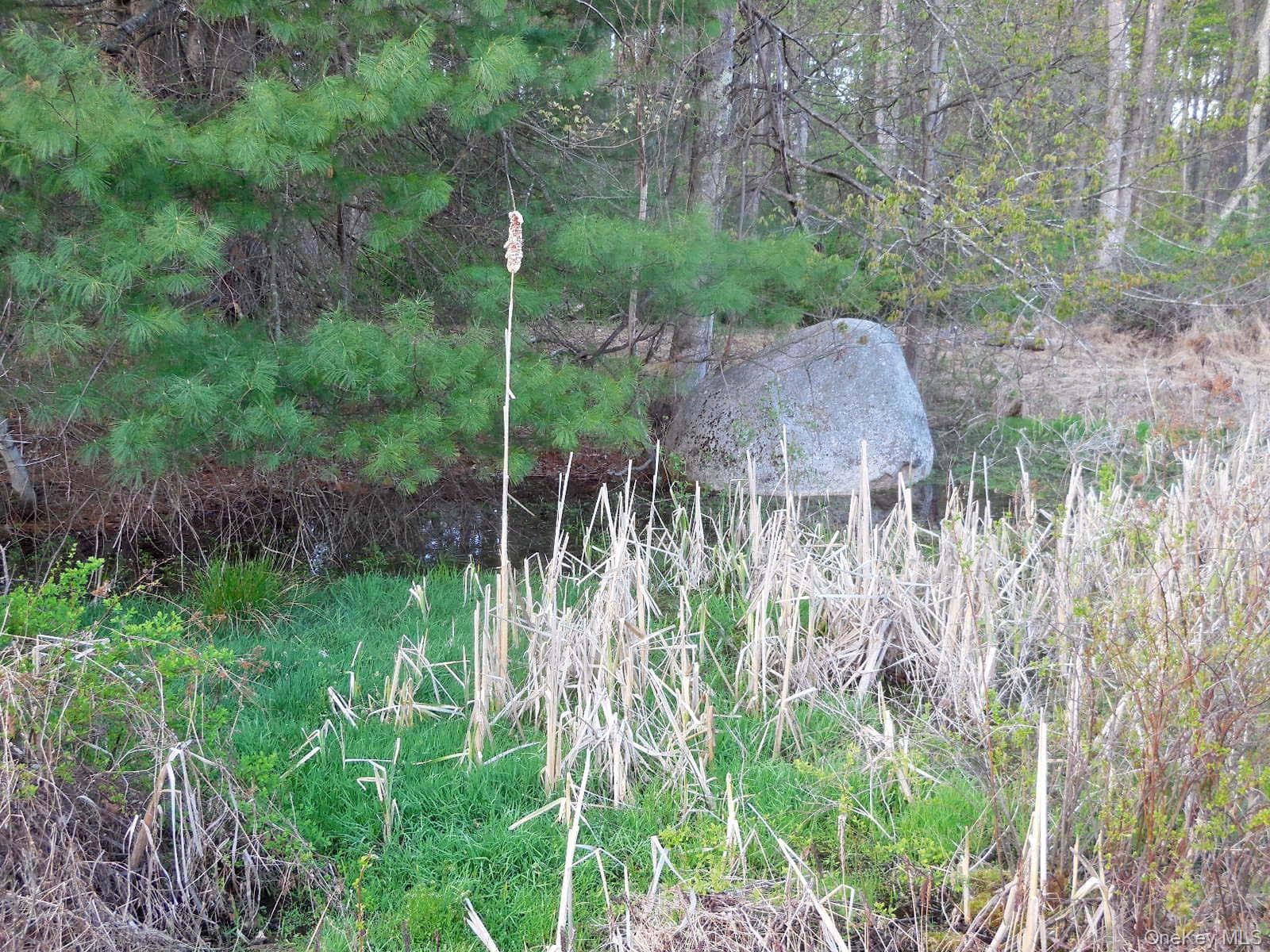 Pond