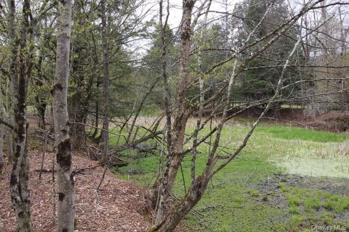 Pond