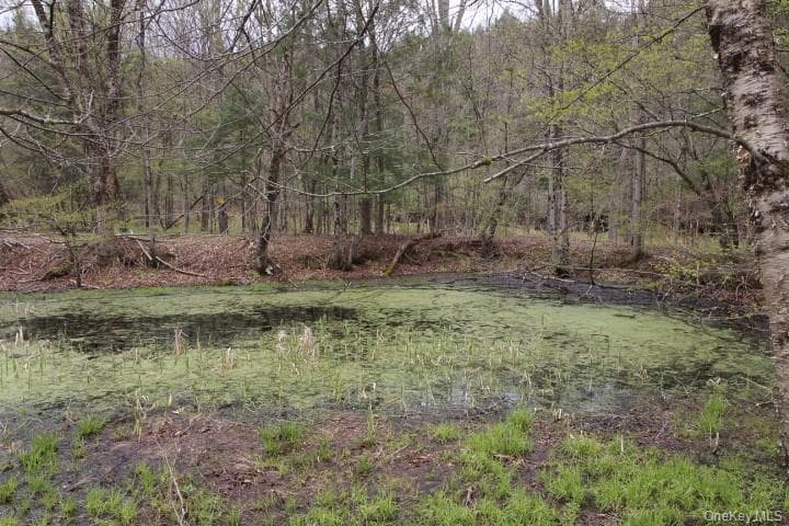 Pond