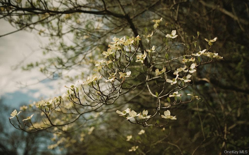 Pond