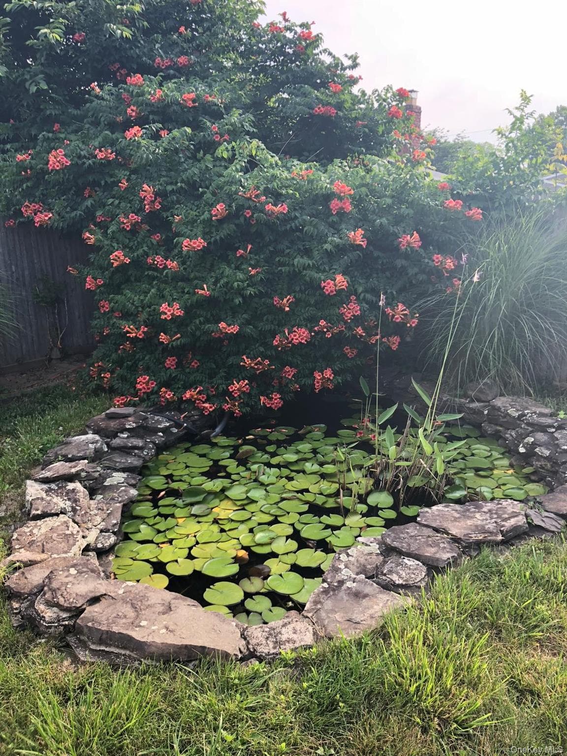 Pond